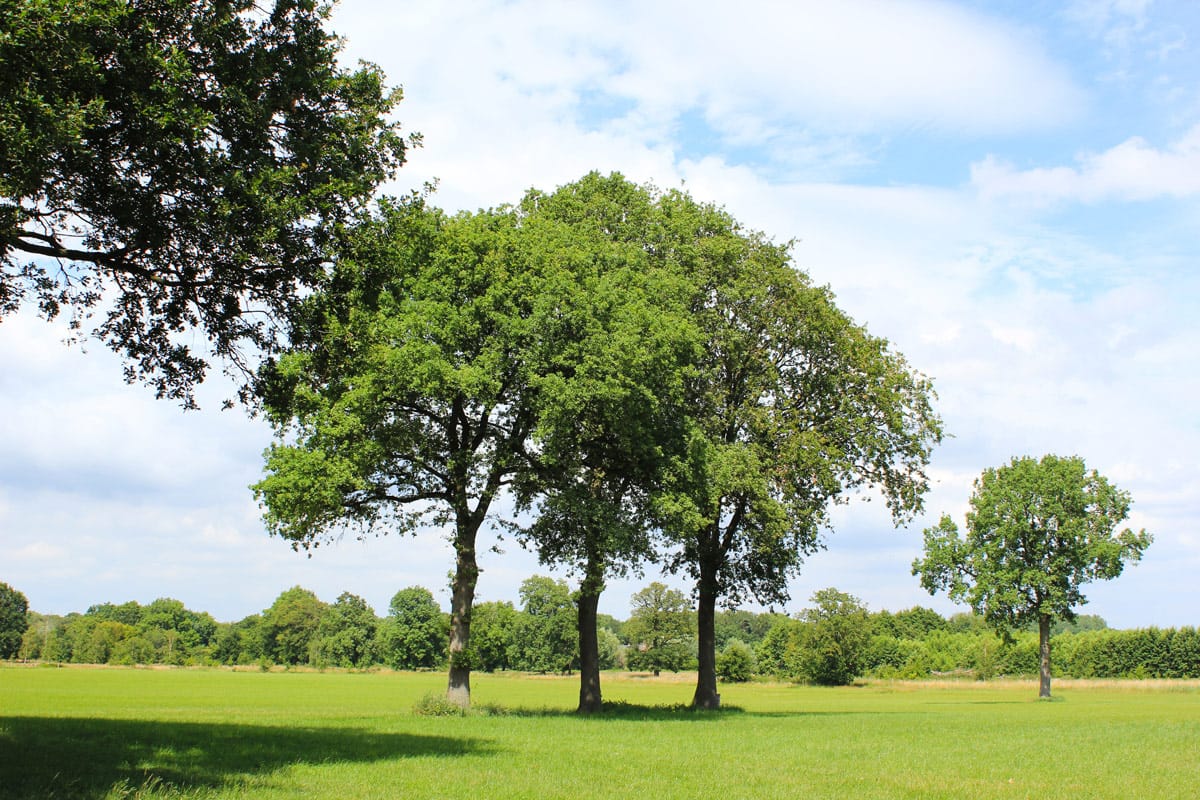 A flat green field with a row of trees in the foreground and background with a blue sky and white clouds